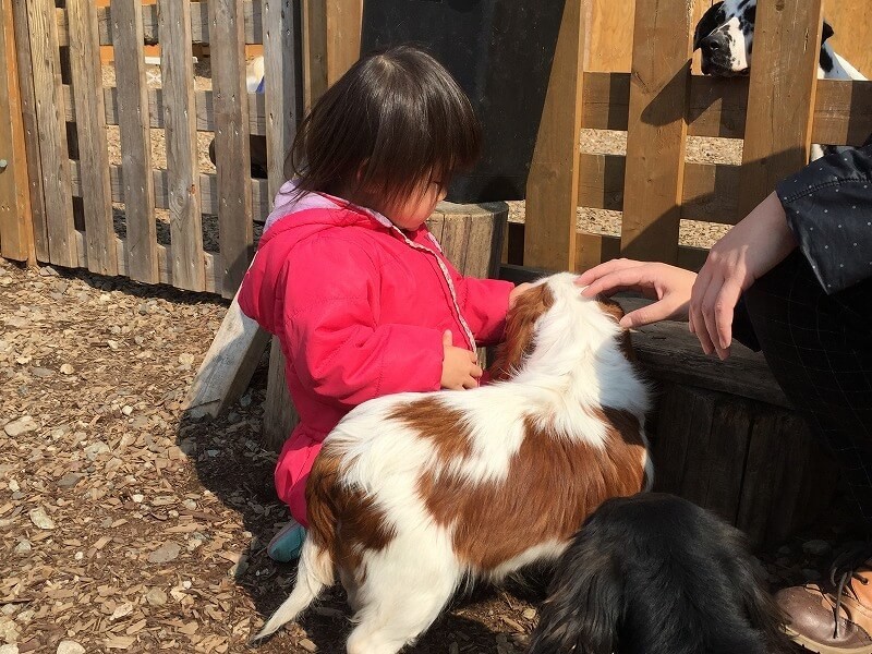 関東近郊の犬とふれあえる施設8選 動物園 テーマパーク併設も