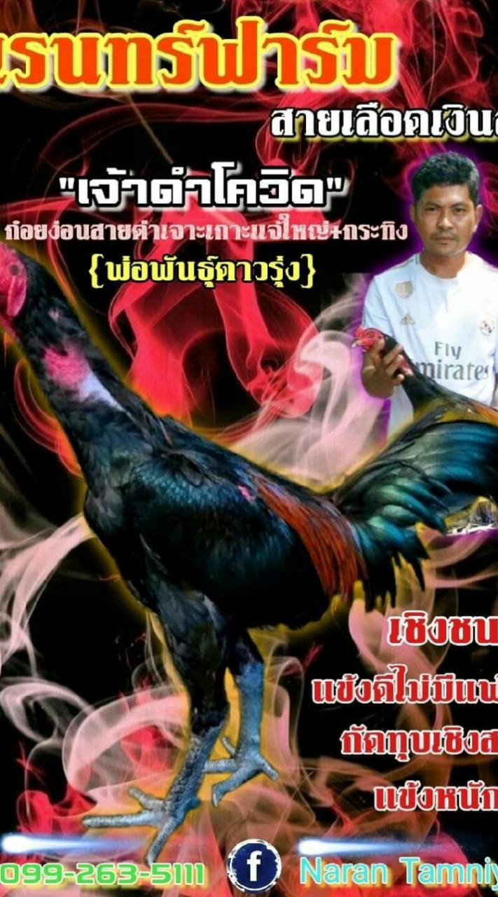 แหล่งเพาะพันธ์ป่าก๋อยสายเลือดเงินล้าน