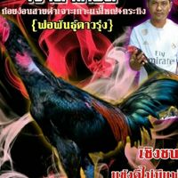 แหล่งเพาะพันธ์ป่าก๋อยสายเลือดเงินล้าน