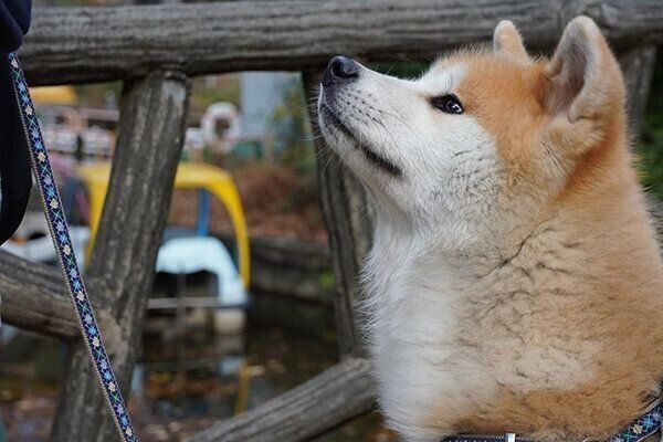 犬が仮病をするって本当 学習能力の高さゆえの行動とは