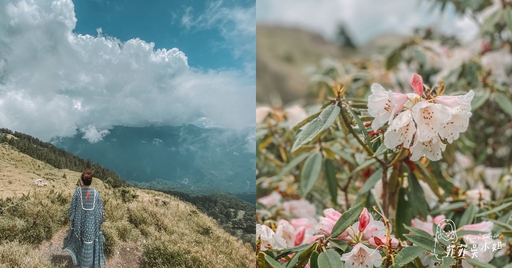 合歡山杜鵑花季 高山杜鵑 玉山杜鵑 賞花景點