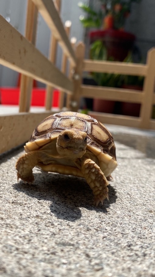 Cherrie 的養龜🐢🐢 ～ 分享