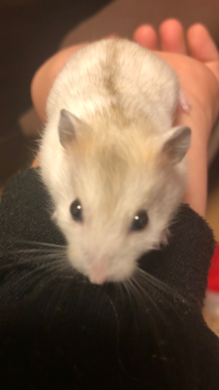 ハムスター飼ってる人(^^)