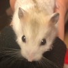 ハムスター飼ってる人(^^)