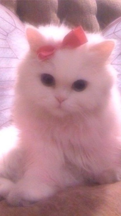 นางฟ้าแม่ทูนหัว🧚🏻‍♀️🌺