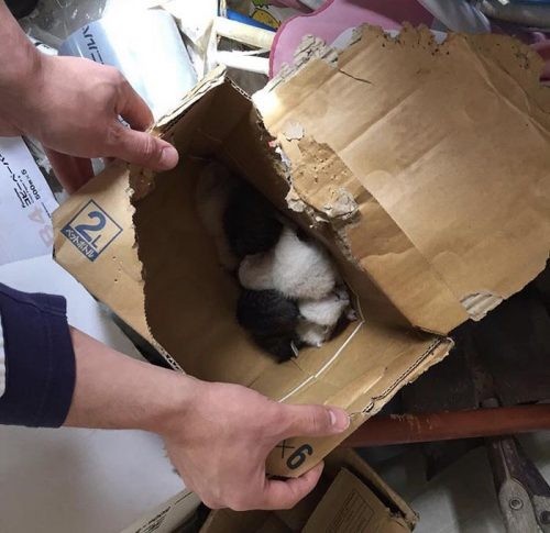 ありがとう！わさびちゃん』から８年。あれから90匹もの保護猫の命を 