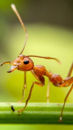 The ant 1367