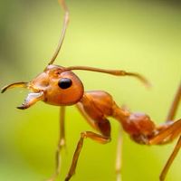 The ant 1367