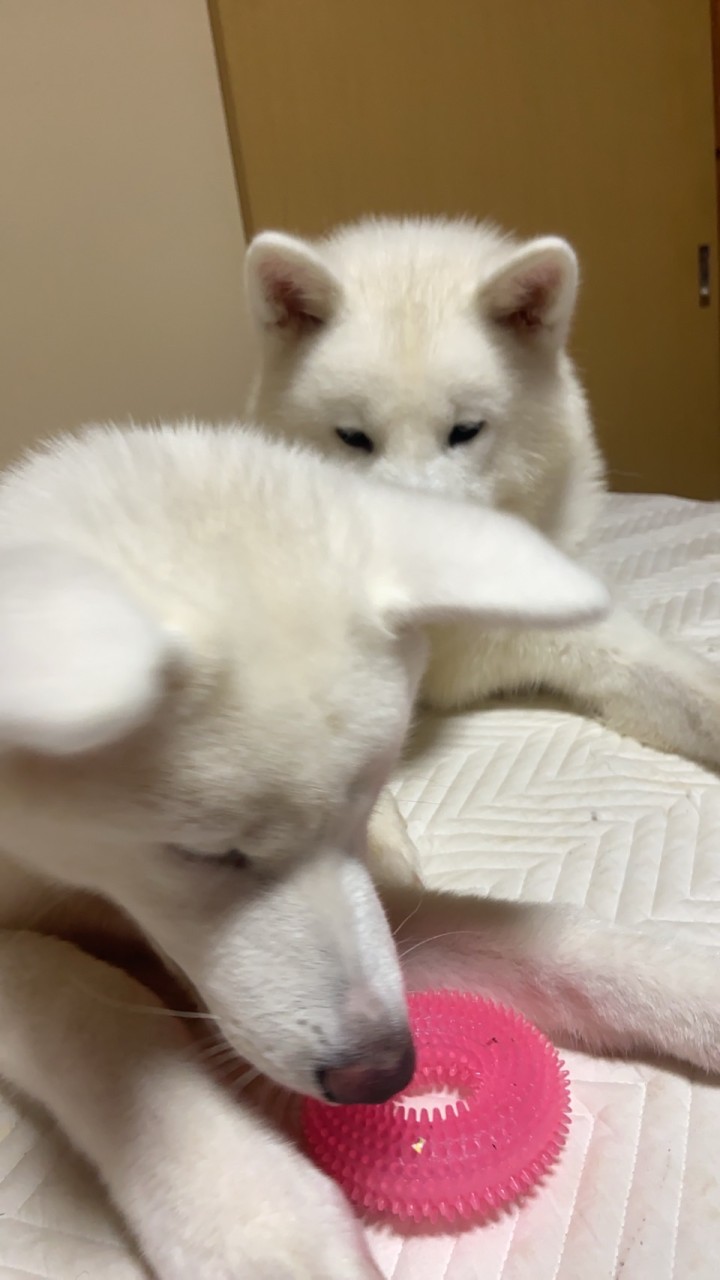 こじこまちょん配信🐻‍❄️🐻‍❄️