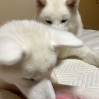 こじこまちょん配信🐻‍❄️🐻‍❄️