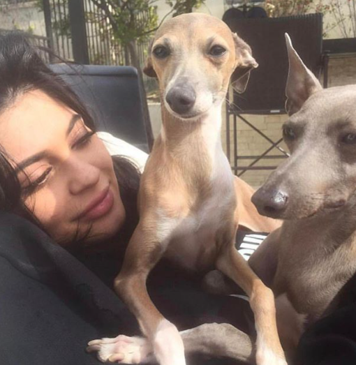 2500万円の犬小屋も セレブ犬の驚くべきバブリーライフ