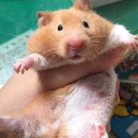 鼠鼠の買賣交流～