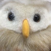 フクロウ好き集まれ〜！