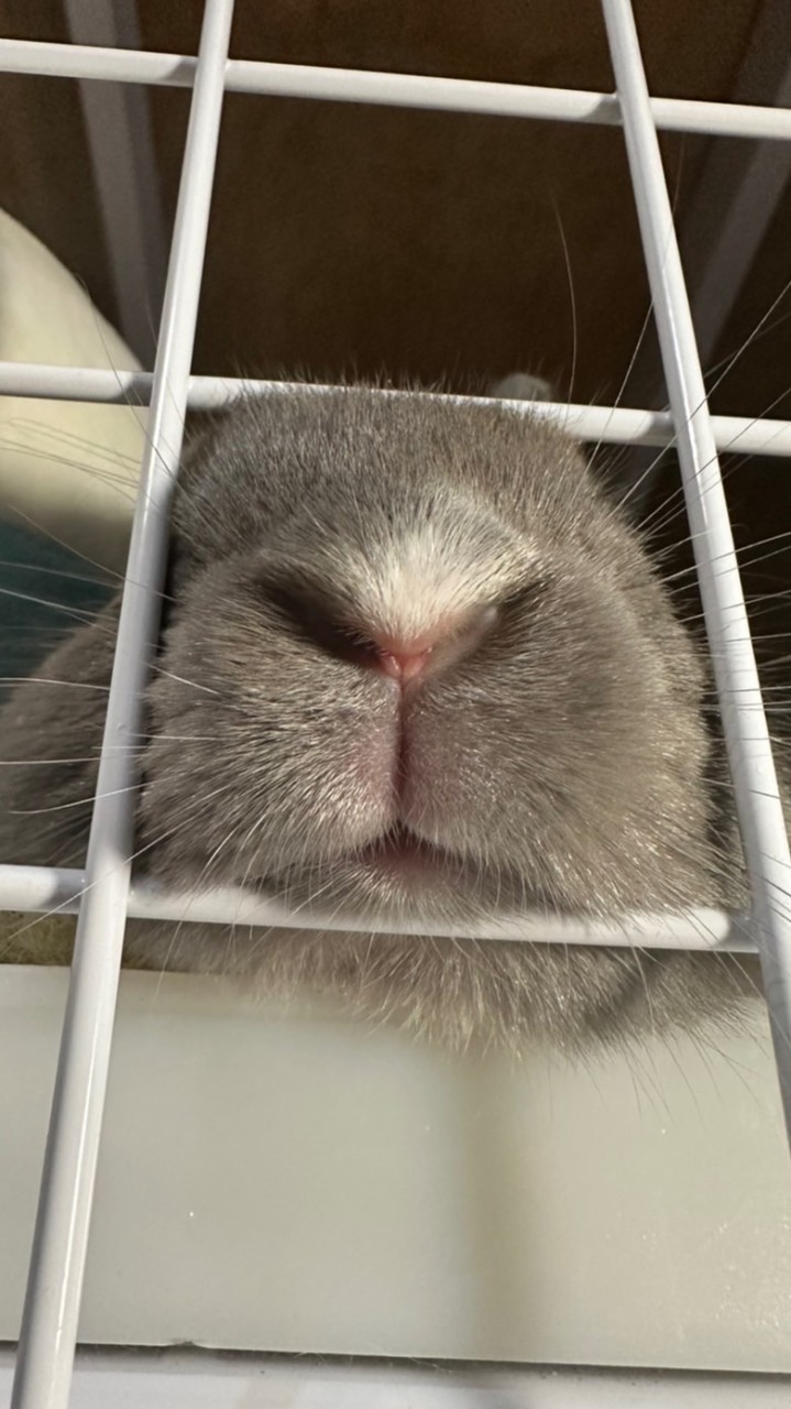 奴才們
