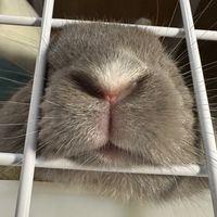 奴才們