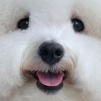 不務正業姊姊們🐶🐱