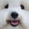 不務正業姊姊們🐶🐱