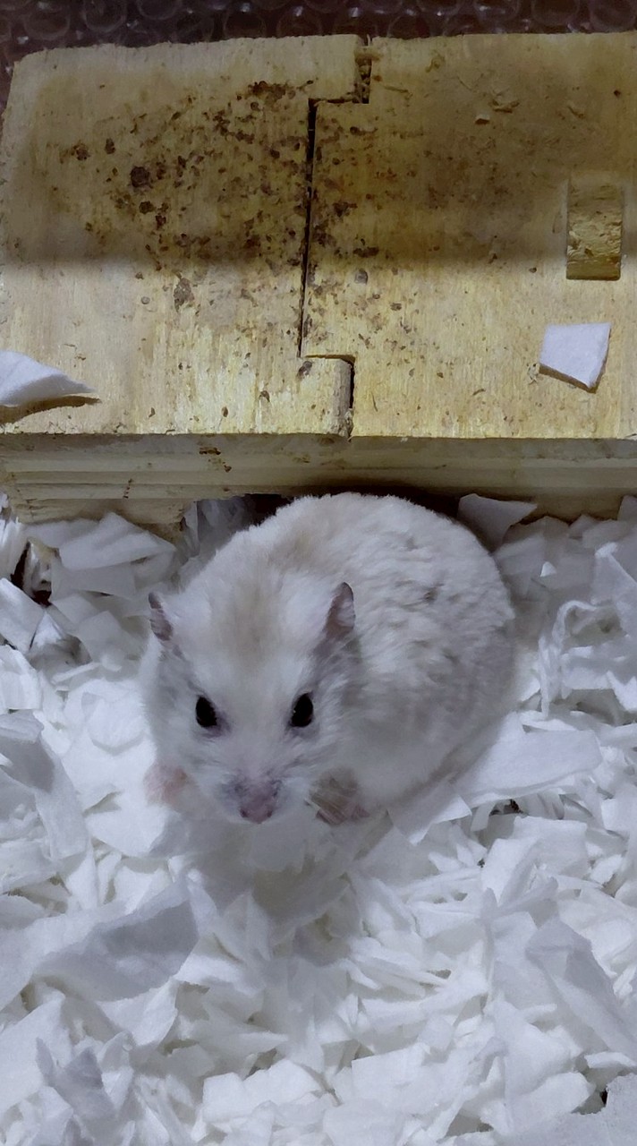 小動物🐰げっ歯類🐹