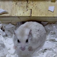 小動物🐰げっ歯類🐹
