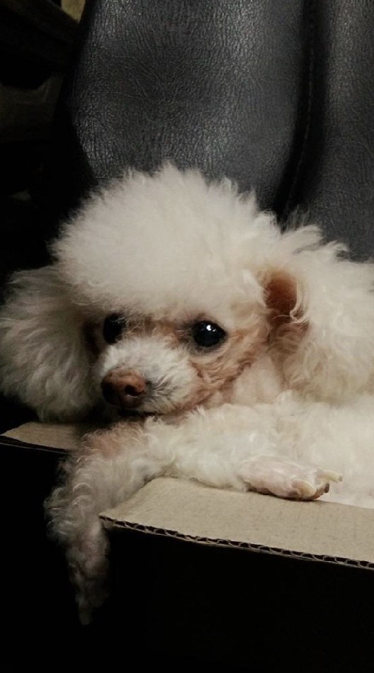 ทาสน้องหมา