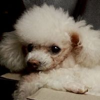 ทาสน้องหมา