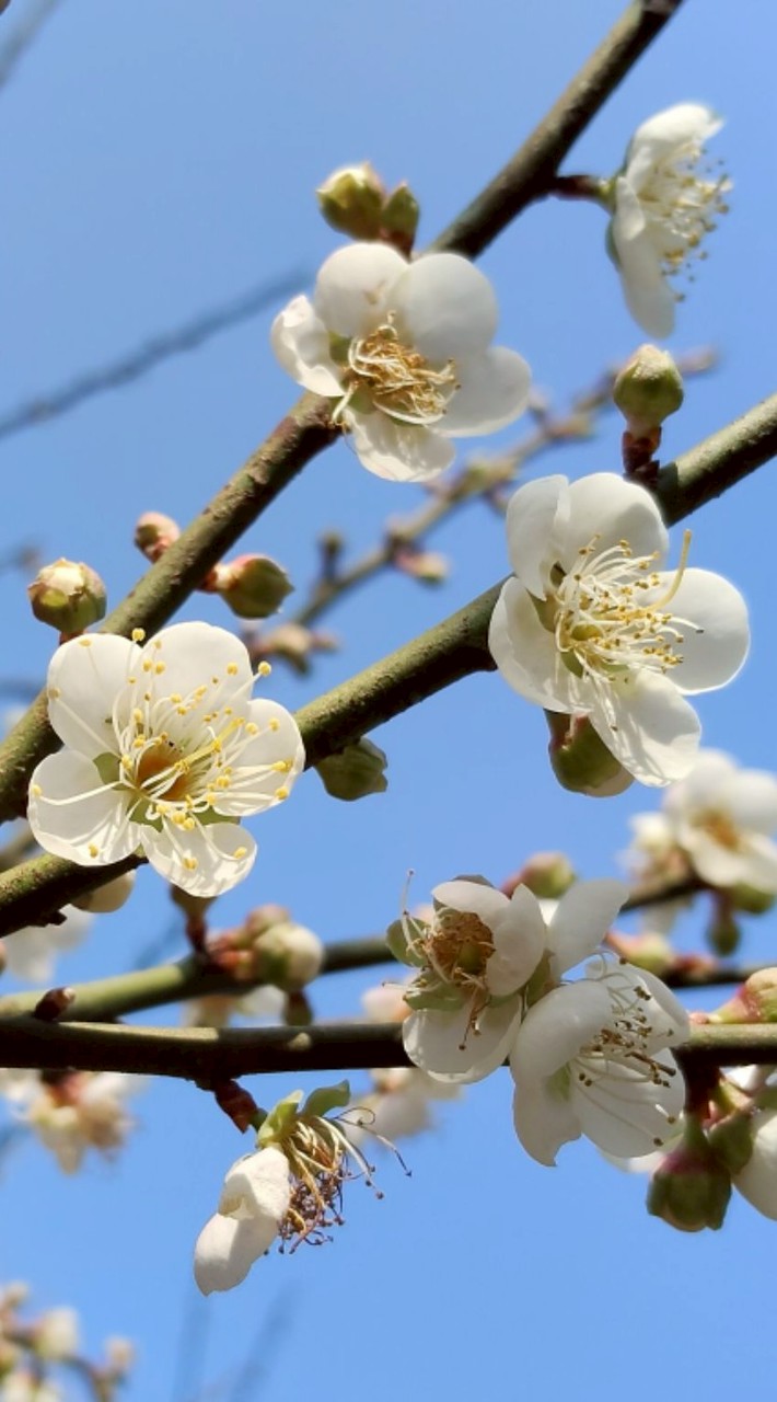 活力豐西、再造豐西