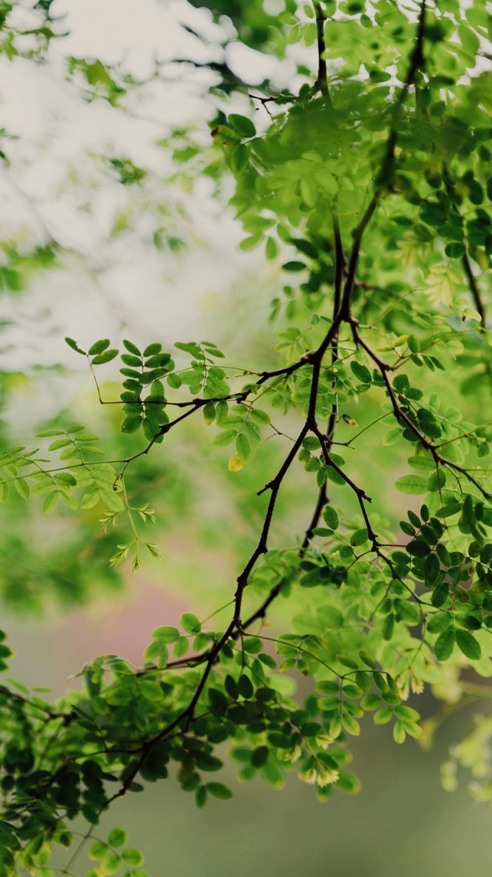 🍀メンタルヘルス🍀