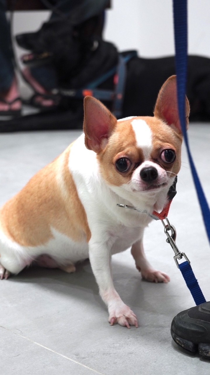 🐩紳士狗🐕討論群