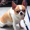 🐩紳士狗🐕討論群