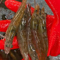 饗耀活海鮮/両千鮨鍋物&日料&海鮮料理/水果禮盒