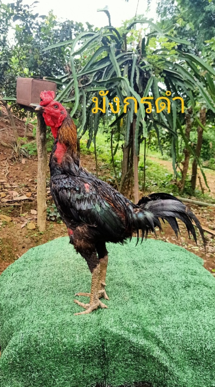 ส.ชาเวดากอง