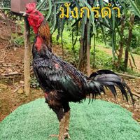 ส.ชาเวดากอง