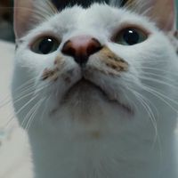 Addの貓窩( ˙˘˙ )