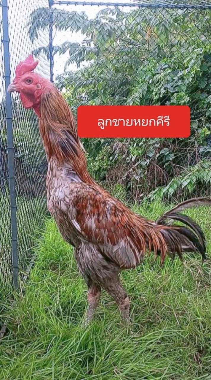 ซุ้ม ส.พยัคฆ์🐅🐅🐅