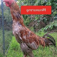 ซุ้ม ส.พยัคฆ์🐅🐅🐅