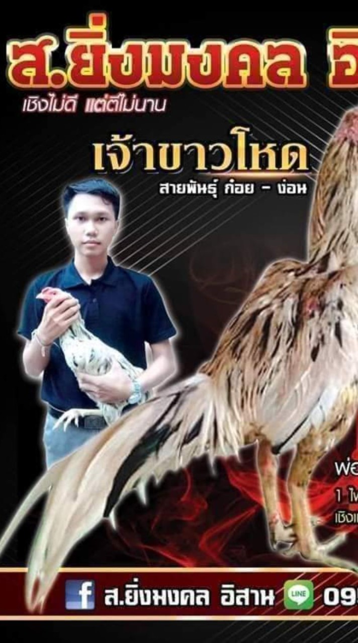 ไก่ชน ส. ยิ่งมงคลอีสาน