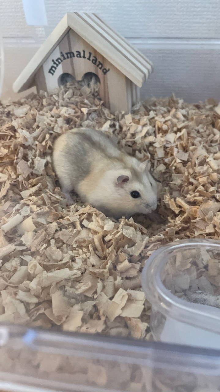 ハム飼ってる人集まれ〜