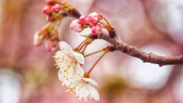 去日本旅遊不用再怕搞錯出糗！梅花、櫻花、桃花、杏花懶人分辨法