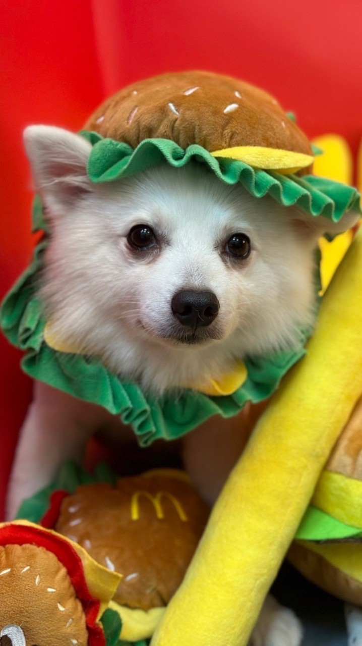 高雄狐狸犬家族