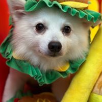 高雄狐狸犬家族