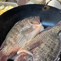 有間鹽烤魚預購群(G13 14)