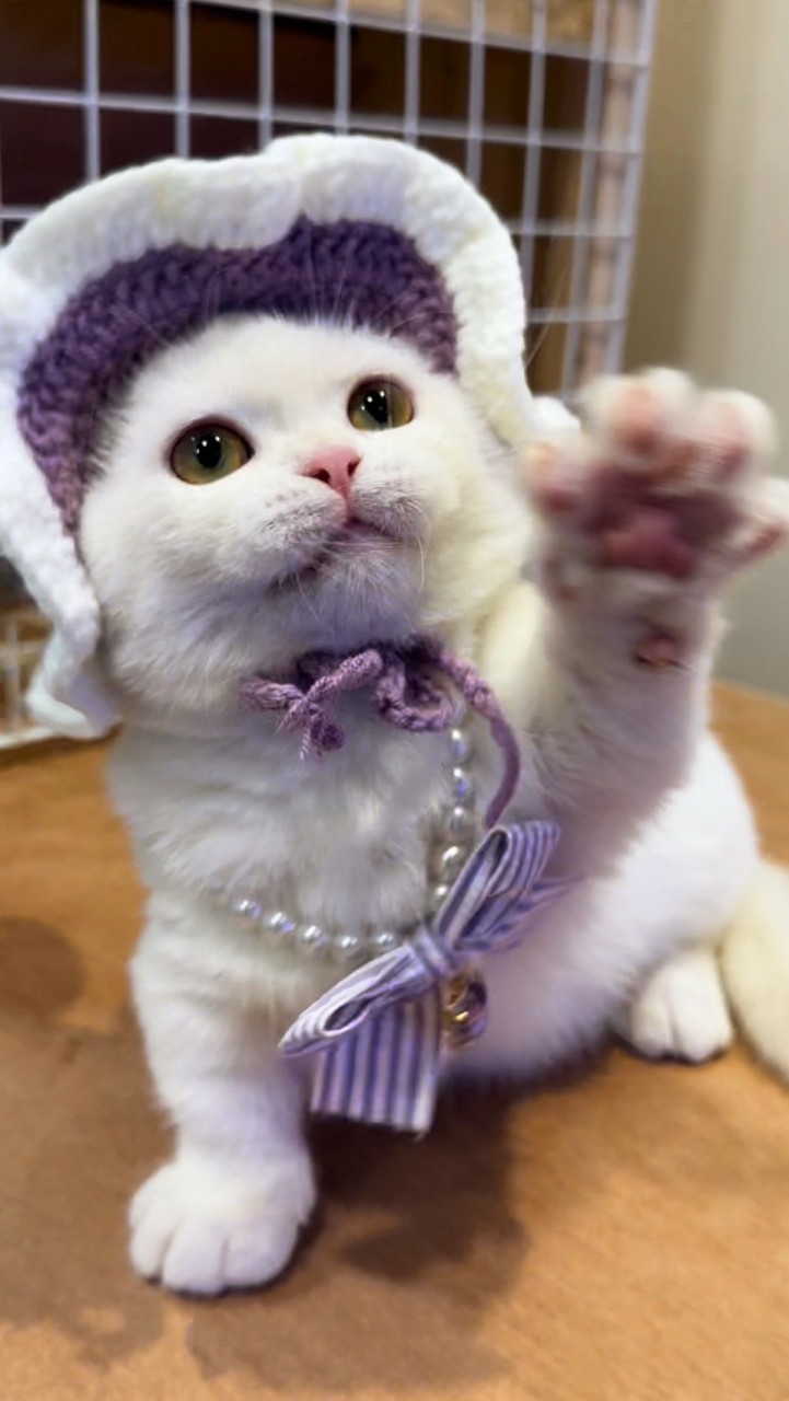 🪐貓語之都寵物坊💫飼主群🌻