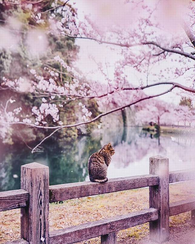 Foto Foto Pemandangan Di Jepang Yang Terlihat Seperti Di