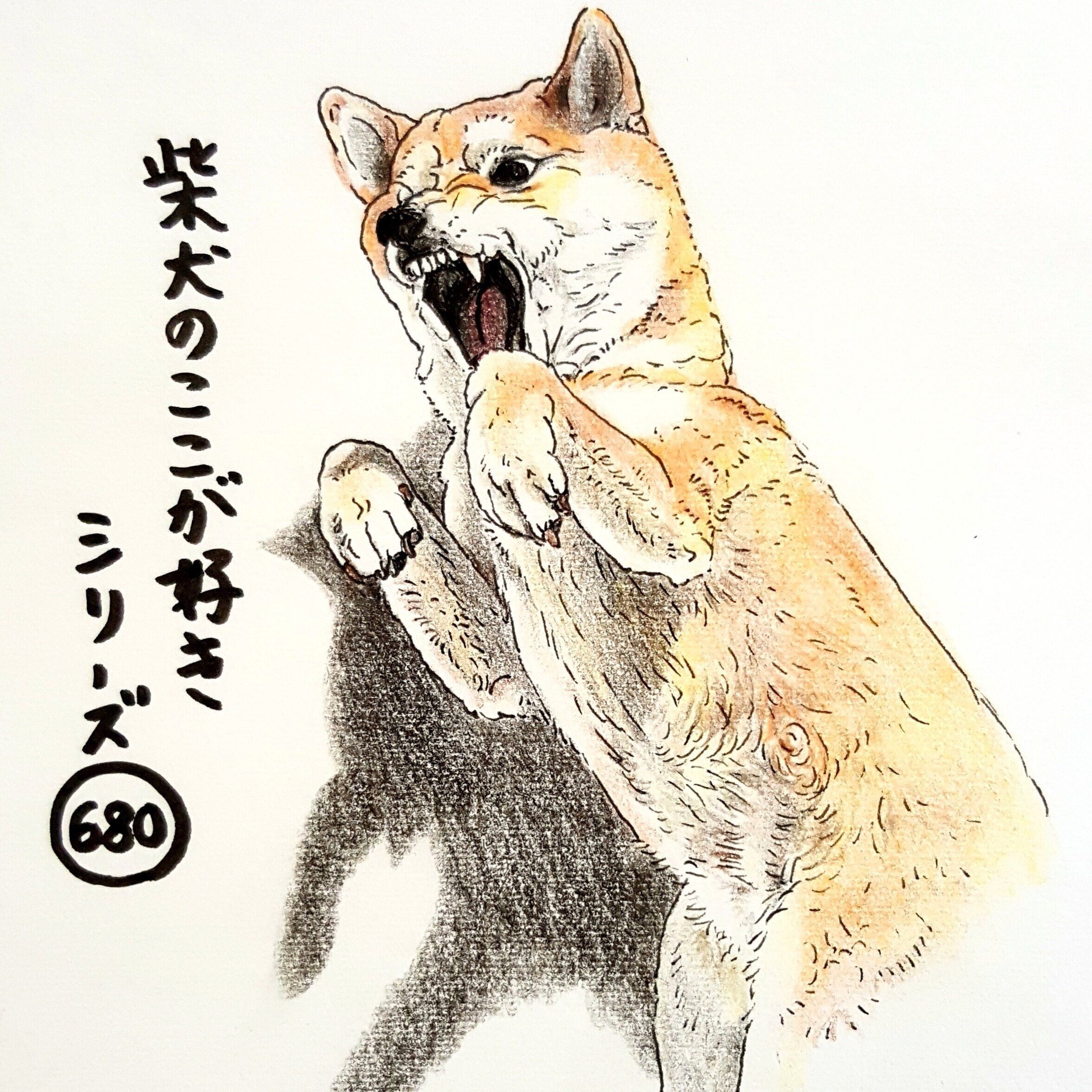 柴犬あるある 顔と仕草が一致しないこと