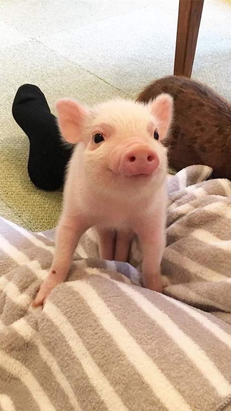 美好哈哈實況團