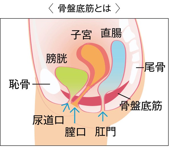 骨盤底筋が衰えると起こるトラブルとは チェックテスト付き