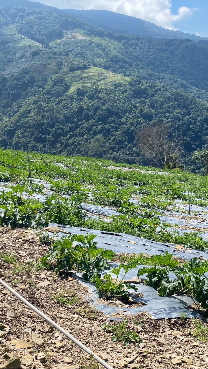東海高山蔬菜群（學生）