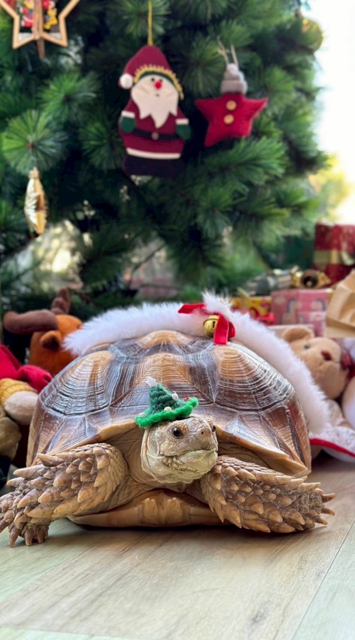 🐢ห้อง น้ovเต่า รดา 🐢