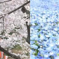 日本4月可不只有櫻花能賞！4月夢幻必看花季看點介紹