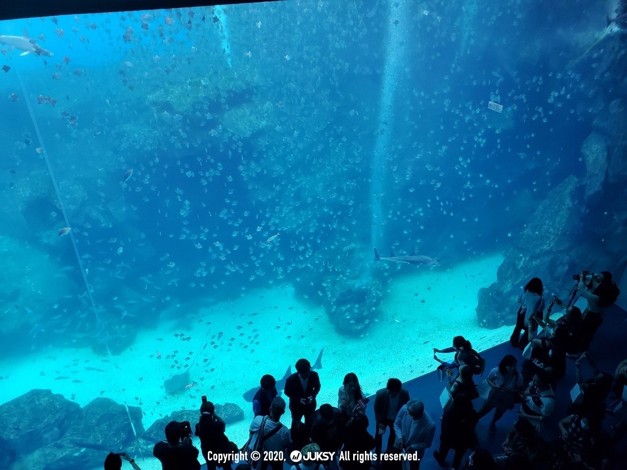 水母萬花筒太夢幻 桃園xpark 水族館 7 大重點懶人包 企鵝 海豹 水豚狂賣萌 Line購物